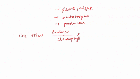 what-gas-is-removed-from-the-atmosphere-during-photosynthesis-02138