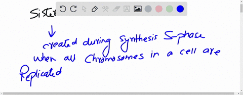 a-chromosome-that-consists-of-two-sister-chromatids-is-select-all-that-apply-a-replicated-b-in-a-cell-going-through-cell-division-c-diploid-d-haploid-e-unreplicated-d-e-12659