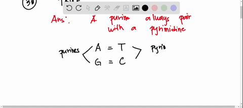rna-polymerase_-question-38-peltuts-which-of-these-statements-about-basepalrlng-is-que-a-a-purine-always-pairs-with-a-pyrimidine-b-a-purine-always-pairs-with-another-purine_-c-a-pyrimidine-a-04843