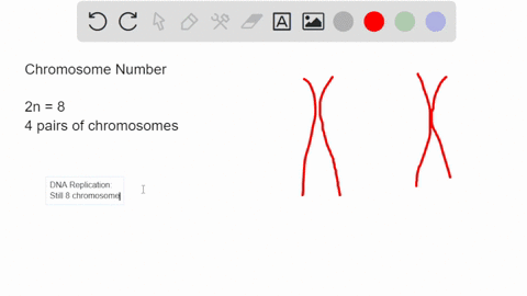 a-diploid-cell-containing-eight-chromosomes-undergo-meiosis-how-many-chromosomes-are-present-in-the-cell-after-meiosis-ii-66208