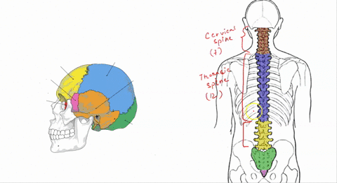 pre-lab-16-cns-protective-coverings-protective-structures-of-the-central-nervous-system-cns-the-central-nervous-system-brain-and-spinal-cord-are-protected-by-bones-that-surround-the-organs-m-48299
