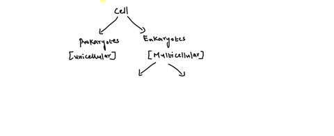 question-40-points-save-answe-animal-cells-have-all-of-the-following-except-cell-walls-mitochondria-golgi-apparatus-endoplasmic-reticulum-lysosomes-65969