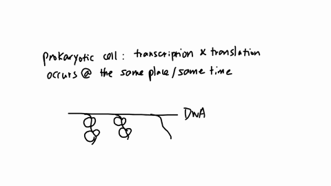 is-the-process-illustrated-in-the-figure-below-occurring-in-a-prokaryotic-or-eukaryotic-cell-motivate-your-answer