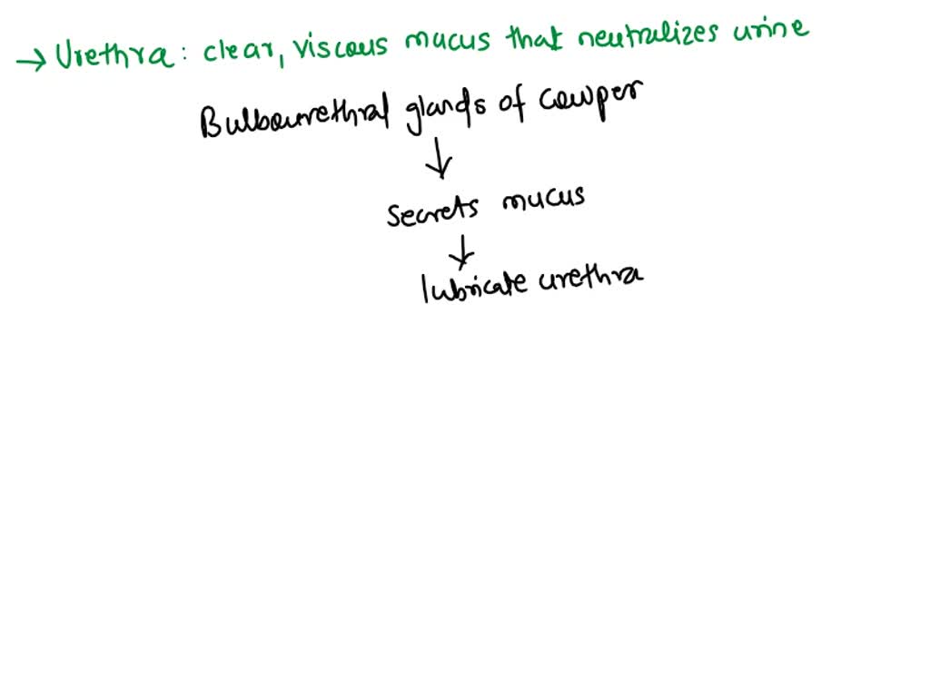 SOLVED Which Gland Is NOT Matched With Its Type Of Secretion Prostate 