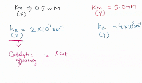 enzyme-b-follows-simple-michaelis-menten-kinetics-the-km-of-enzyme-b-for-its-substrate-x-is-kmx05-mm-the-km-of-enzyme-b-for-another-substrate-y-is-kmy50-mm-the-rate-constant-k2-with-substrat-07837