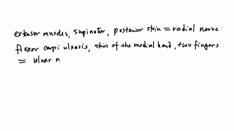 10-matching-10-points-match-each-nerve-of-the-upper-limb-with-the-structures-it-innervates-innervates-extensor-muscles-wpinatork-and-posterior-tkin-innervabes-the-flexpr-carp-ulnaris-skin-of-medial-ha