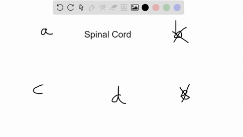 which-of-the-following-is-not-part-of-the-spinal-cord-a-grey-matter-b-dorsal-horn-c-association-area-89887