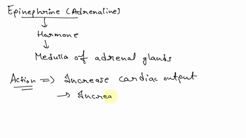 epinephrine-mediates-the-fight-or-fight-response-of-the-body-one-of-the-effects-is-to-increase-the-a-25978