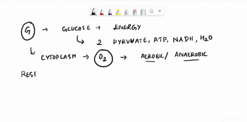 both-glycolysis-and-pentose-phosphate-pathway-take-place-in-cytoplasmturefalse-31217