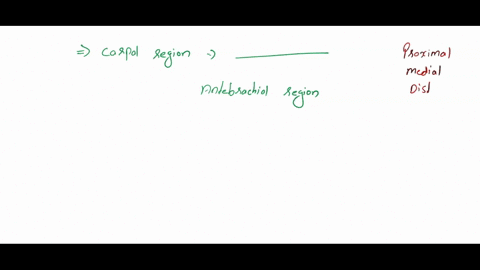 the-carpal-region-is-to-the-antebrachial-region-proximal-61499