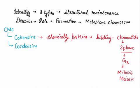 identify-the-two-types-of-structural-maintenance-of-chromosomes-smc-proteins-and-describe-their-roles-in-the-formation-of-metaphase-chromosomes-03144