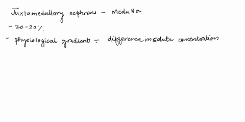 puestion13-approximately-2030-of-nephrons-are-juxtamedulary-nephronswhich-are-responsible-for-creating-most-of-the-physiological-gradients-in-the-kidneyto-help-create-these-gradientsthere-ar-90118