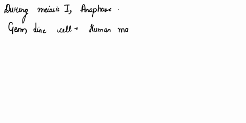 in-a-germ-cell-from-a-human-male-that-is-dividng-when-do-the-x-and-y-chromosmes-segregate-20719