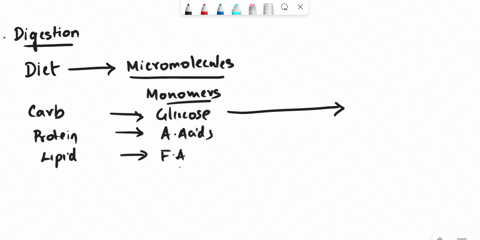 where-do-digestion-of-fats-takes-place-in-human-alimentary-canal-97928
