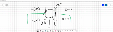 explain-how-the-sodium-potassium-pump-builds-up-an-electrochemical-gradient-across-a-nerve-cell-membrane-32013