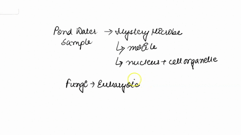 question-2-not-yet-ansuccd-you-have-pond-water-sample-containing-mystery-microbe-you-observe-it-and-notice-that-it-has-nucleus-and-other-organelles-and-it-is-also-very-motile-which-organisms-78105