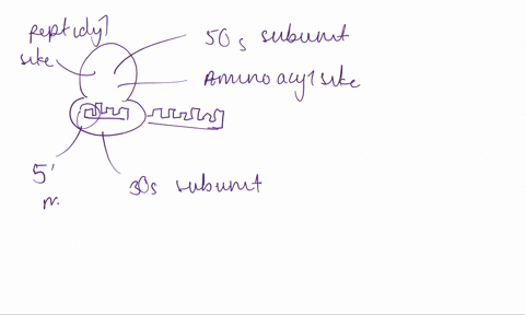 5-a-in-the-diagram-label-the-indicated-parts-_-site-label-the-5-and-3-ends-of-the-messenger-rna-in-the-diagram-the-triplet-of-rna-nucleotides-responsible-for-insertion-of-the-correct-amino-a-75272