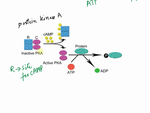 propose-how-mutations-in-the-r-or-c-subunit-of-camp-dependent-protein-kinase-a-pka-might-lead-to-a-a-constantly-active-pka-or-b-a-constantly-inactive-pka-93786