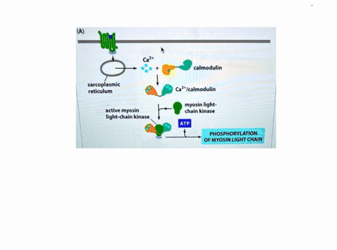 a-ca-calmodulin-sarcoplasmic-reticulum-ca-2icalmodulin-myosin-light-chain-kinase-active-myosin-light-chain-kinase-atp-phosphorylation-of-myosin-light-chain-based-on-the-mechanism-of-smooth-m-86443