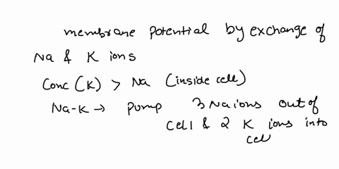 a-question-from-the-pearson-lab-predict-what-will-happen-to-the-membrane-potential-if-the-extracellular-na-concentration-is-decreased-membrane-potential-will-get-more-positive-membrane-poten-31683