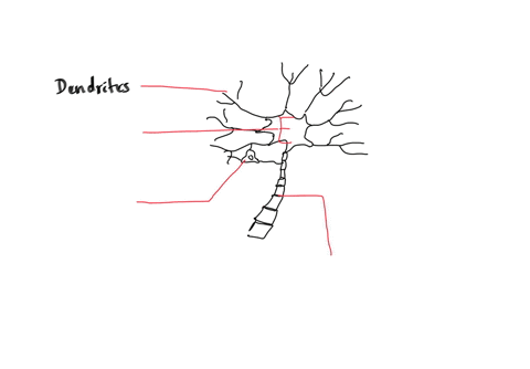liby-tho-camponnits-of-nervous-tissue