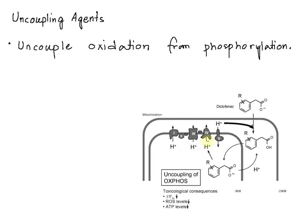 SOLVED an oral uncoupling agent would affect metabolism in the