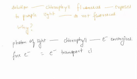 a-solution-of-isolated-chlorophyll-fluoresces-when-exposed-to-purple-light-fluorescence-means-it-emits-red-light-and-heat-energy-intact-plants-do-not-fluoresce-when-exposed-to-purple-light-e-37753