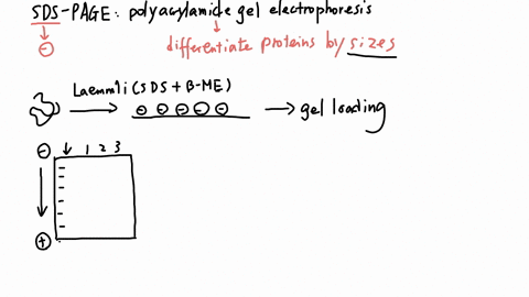 you-have-a-mixture-of-3-proteins-in-a-solution-you-want-to-figure-out-the-approximate-size-molecular-mass-of-the-proteins_-explain-how-you-would-use-gel-electrophoresis-to-figure-out-the-siz-84678
