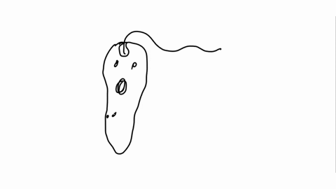 label-the-diagram-above-using-the-words-given-cell-membrane-chloroplast-contractile-vacuole-euglena-eye-spot-long-flagellum-nucleus-paramylon-granule-pellicle-photoreceptor-reservoir-28898