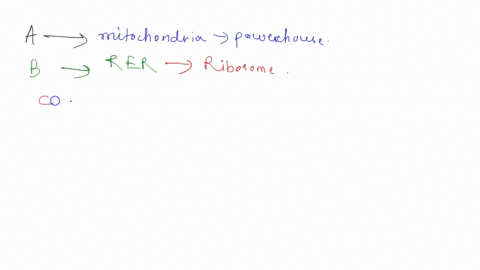 eukaryotic-cell-structure-label-the-diagram-using-the-structures-below-use-them-only-once-next-to-the-labels-describe-their-functions-rough-endoplasmic-reticulum-smooth-endoplasmic-reticulum-57232