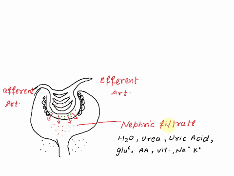 explain-why-filtration-and-reabsorption-are-both-important-processes-in-the-kidney-77068