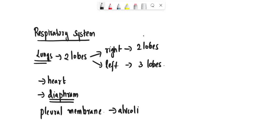 SOLVED our lungs lie in the chest cavity which is bound by the Rib