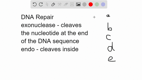 part-a-which-of-the-following-dna-repair-mechanisms-involves-the-3-to-exonuclease-function-of-dna-polymerase-mismaich-repair-sos-tesponse-base-excision-repair-postreplication-repair-dna-proo-51106