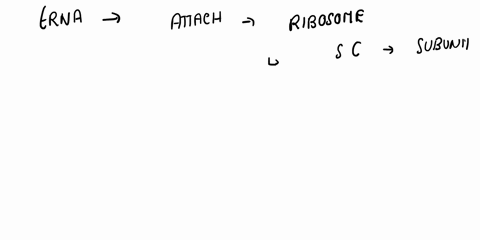 the-a-site-in-the-ribosome-refers-to-the-a-binding-site-for-charged-t-rna-molecules-during-protein-synthesis-b-none-of-these-answeres-c-a-site-that-holds-the-trna-which-is-linked-to-the-grow-62208