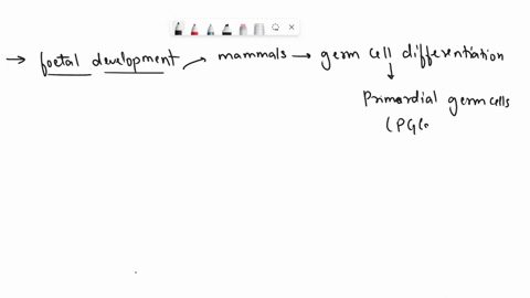 based-on-the-development-of-germ-cells-what-is-the-basis-for-an-exposure-of-a-fetus-to-have-a-transgenerational-effect-94685