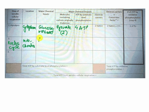 aerobic-cellular-respiration-summary-use-yuur-notes-fill-out-thls-chart-to-summnarize-the-rvents-cellulai-tpratlon-note-that-step-otcellular-respiration-represenited-by-the-last-column-dondo-76653
