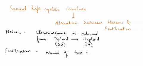 which-event-leads-to-a-diploid-cell-in-a-life-cycle-a-meiosis-b-fertilization-c-alternation-of-gener-61255