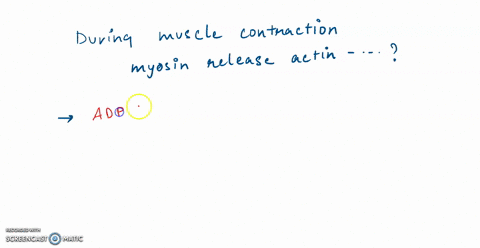 question-1-of-10-during-muscle-contraction-what-causes-myosin-to-release-actin-a-the-entrance-of-calcium-ions-into-the-myofibril-b-the-interlacing-of-actin-filaments-with-calcium-ions-the-bi-03275