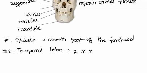 label-the-bone-and-bone-markings-in-the-diagram-glabella-temporal-bone-lacrimal-bone-inferior-orbital-fissure-infraorbital-foramen-zygomatic-bone-vomer-maxilla-mandible-s-answers-request-ans-80853