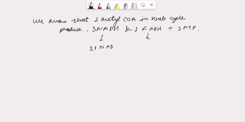 for-each-two-carbon-fragment-that-is-removed-in-beta-oxidation-1-fadh2-and-1-nadh-h-are-produced-each-fadh2-can-produce-two-atp-and-each-nadh-can-produce-3-atp-each-two-carbon-fragment-enter-09473