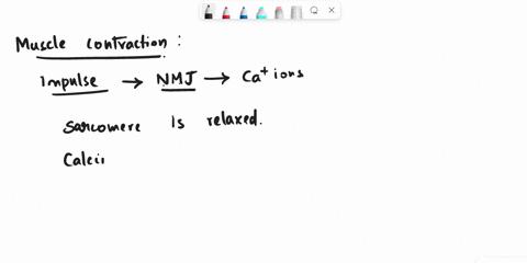 put-the-steps-of-muscle-contraction-in-order-from-first-1-to-last-5-the-sarcomere-shortens-calcium-ions-are-released-by-a-nerve-cell-the-sarcomere-is-relaxed-actin-and-myosin-overlap-complet-47313