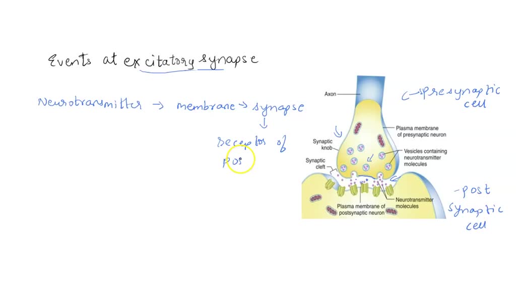 SOLVED: When an action potential reaches the nerve terminal ...