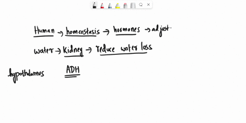 how-could-a-diuretic-reduce-water-reabsorption-in-the-kidneys-select-one-a-inhibit-adh-release-b-stimulate-excessive-adh-release-c-stimulate-excessive-thirst-response-d-inhibit-thirst-respon-17163