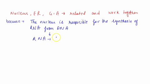 explain-how-the-nucleus-the-endoplasmic-reticulum-the-ribosomes-and-the-golgi-apparatus-are-related-and-work-together-17993