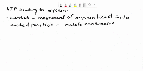 what-causes-the-myosin-head-to-move-into-the-cocked-position-after-it-is-released-from-actin-group-of-answer-choices-adp-and-pi-release-from-the-myosin-head-ca2-binding-to-troponin-atp-hydro-44713