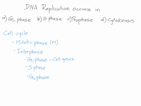 dna-replication-occurs-in-select-one-a-g1-phase-of-the-interphase-b-the-s-phase-of-interphase-c-prophase-of-mitosis-d-cytokinesis-80045