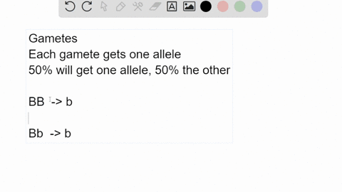 what-is-the-probability-that-a-parent-with-the-genotype-bb-produces-a-sperm-with-the-b-allele-what-is-the-probability-that-a-parent-with-bb-produces-an-egg-with-a-b-allele-what-would-be-the-94749