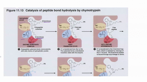 the-hiv-protease-structure-solved-very-early-in-the-process-of-developing-anti-hiv-drugs-importantly-the-protease-was-found-to-be-quite-similar-_-proteases-like-chymotrypsin-and-trypsin-comp-67771