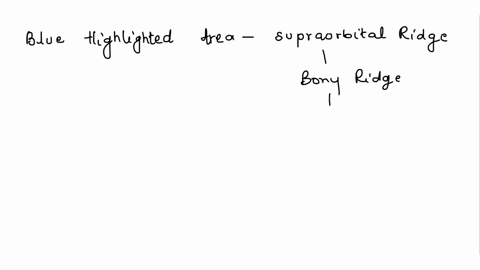 determining-sex-with-the-skull-to-answer-this-question-1-identify-the-highlighted-cranial-featurelandmark-blue-highlighted-area-2-describe-the-sexing-differences-in-the-feature-what-is-the-m-07927