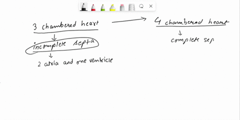 three-chambered-hearts-with-incomplete-septa-wereonce-viewed-as-being-less-adapted-to-circulatory-functionthan-mammalian-hearts-what-advantage-of-such-heartsdid-this-viewpoint-overlook-17278